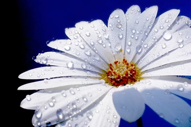 White Daisy Flower Wallpapers 1280x960 554433