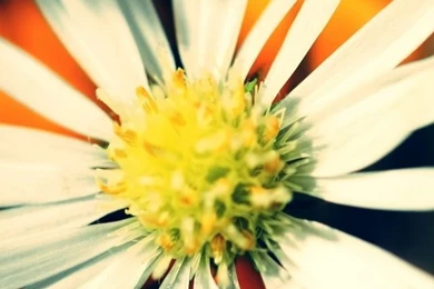 White Daisy Petals iPhone 5s Wallpapers Download