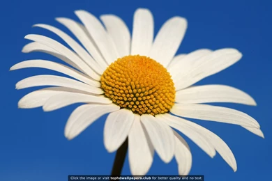 Best Daisy 4K Or HD Wallpapers For Your PC, Mac Or Mobile Device