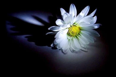 Delicate White Daisy For My Friend Elegance   (