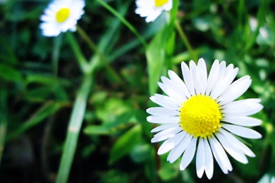 Flowers Archives   Page 11 Of 19   HD Wallpapers Source