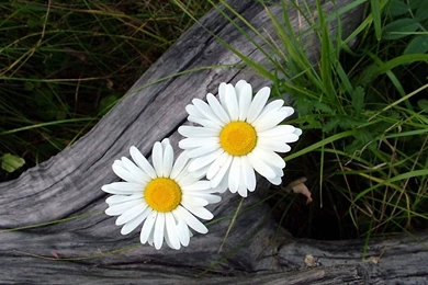 Two White Daisy Wallpapers