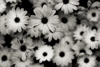 The Alpha   Chapter Three