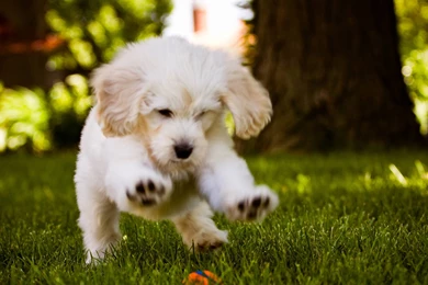 White Dog Jumping Wallpapers HD