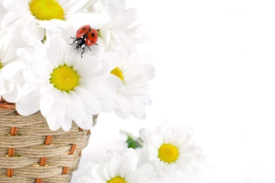 White Daisy Flower 49961   Flower Wallpapers   Flowers