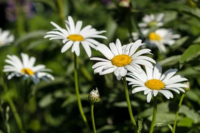 Daisies Flowers Wallpapers HD Of Beautiful White Flowers