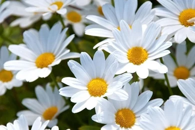 Download Wallpapers 640x960 Daisies, White, Meadow, Summer, Mood ...