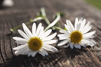Flower Flowers Daisy Chamomile White Flower Backgrounds Wallpapers ...
