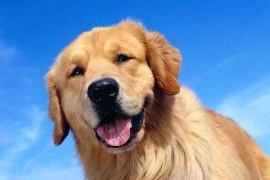 Cute Happy Dog Wallpapers Desktop