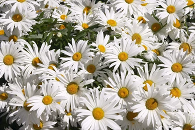 1920x1200px White Daisies Flowers