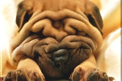 Animals Plannet: Dog Wallpapers Desktop