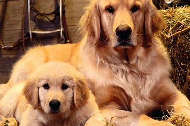 Dog Wallpaper, Hd Wallpapers, Desktop Images, Animals, Animal ...