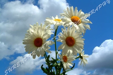 WHITE DAISY WITH BLUE SKY Wallpapers