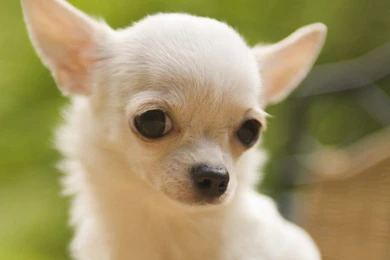 Chihuahua Dog Wallpaper.jpg