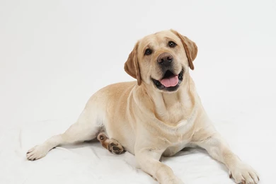 Dog Wallpapers Desktop