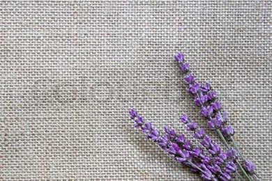 Lavender Oil And Lavender Flowers On White Backgrounds