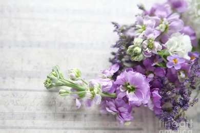 Lavender colored Stock On A Music Backgrounds Photograph By Ruby ...