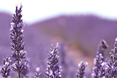 Lavender Desktop Wallpaper, Lavender Flowers Pictures, New Wallpapers