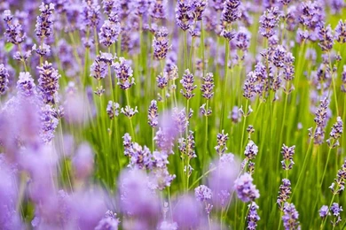 Free Photo: Lavender, Background, Purple   Free Image On Pixabay ...