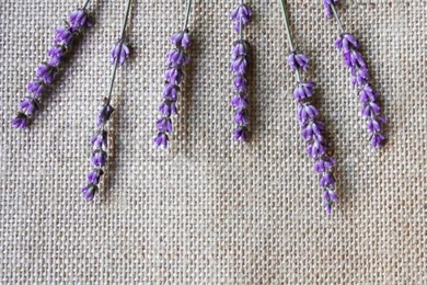 Bunch Of Lavender Flowers On Sackcloth Backgrounds Stock Photo