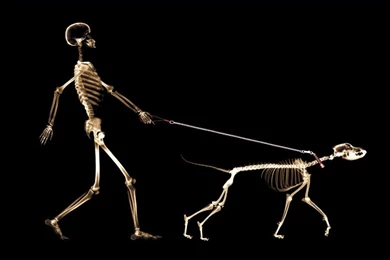 IRBOB SEVENFOLD: Funny Wallpapers