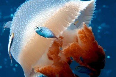 iPad 3 Wallpapers Nature 04