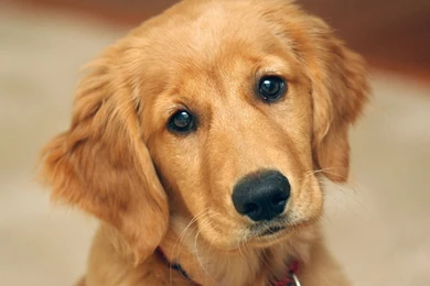 Golden Retriever Puppy Wallpapers