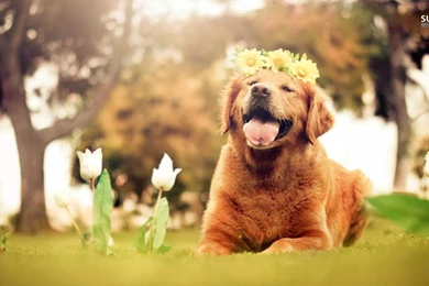Golden Retriever Puppy Wallpapers   Animal Wallpapers