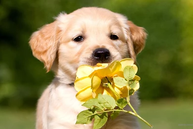 Cute White Golden Retriever Puppies   Wallpaper.
