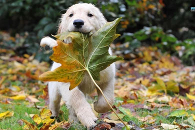 Golden Retriever Puppy Wallpapers   Animal Wallpapers
