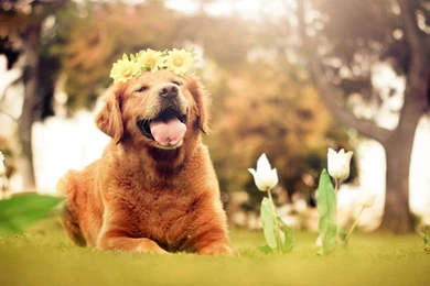 Golden Retriever Puppy Wallpapers 1173 1920 X 1200   WallpaperLayer.com