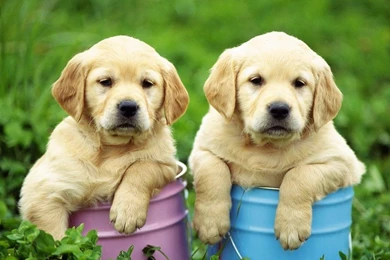 Cute Golden Retriever Puppies Sleeping   Wallpaper.
