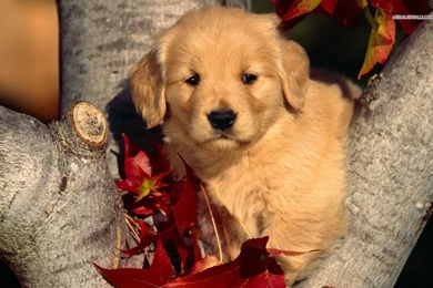 Golden Retriever Puppy Pictures   Wallpapers HD Wide