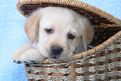 Golden Retriever Puppy In A Basket Wallpapers   Animal Wallpapers ...