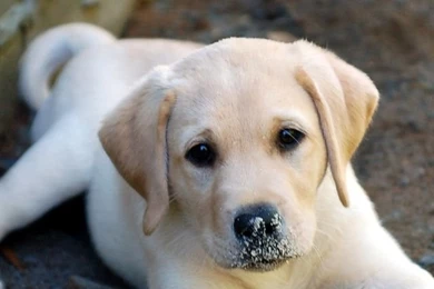 Iphone4 Golden Retriever Puppy.jpg