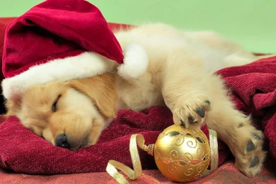 Golden Retriever Puppy With Santa Hat Wallpapers   Animal ...