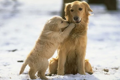 Golden Retriever With Puppy Photo And Wallpaper. Beautiful Golden ...
