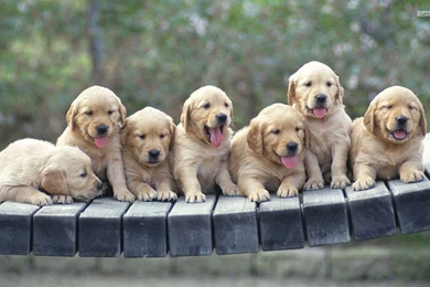Golden Retriever Puppies Wallpapers   Animal Wallpapers