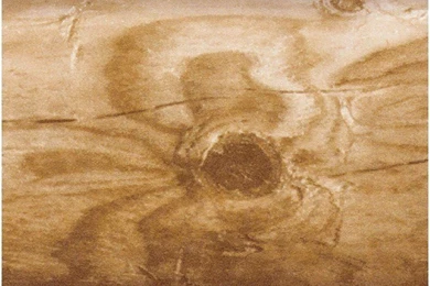 Log Cabin Wallpapers   Log Cabin Wall Paper   Amazon.com