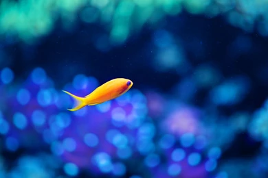 InterfaceLIFT: 2880x1800 Wallpapers Sorted By Date