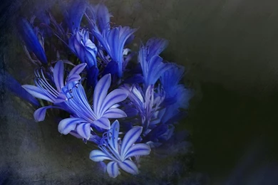 Hd Nature Images, Wallpapers Of Natures, Organic, Fresh Air ...