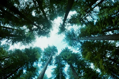 Tree Of Life Wallpapers