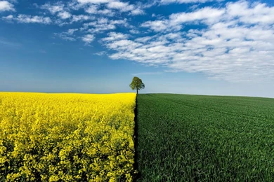 Hd Nature Images, Plants, Fresh Air, Widescreen Wallpapers ...