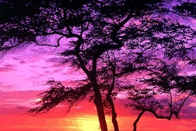 Sunset Tree HD Wallpapers For Iphone 4,iphone 4S   Free Download ...