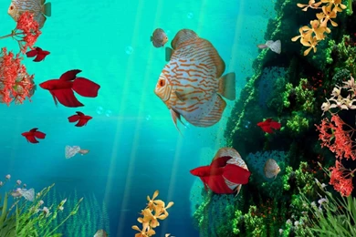 Freware & Shareware Coral Downloads