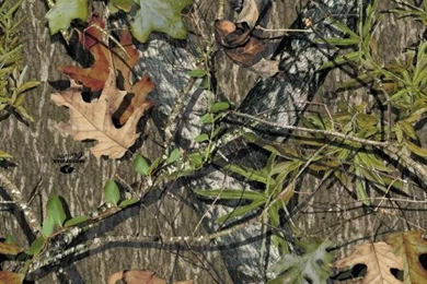 Clittleton21 Slam Page Whitetail Slam