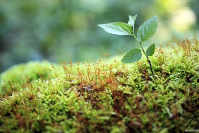 Free Wallpapers Free Nature Wallpapers Windows 7 Themes ...