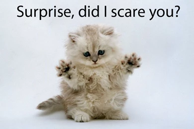 Funny _awesome _pictures _of _cats _with _captions.jpg