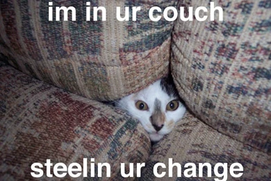 Funny Cat Pictures   Cats Photo (935711)   Fanpop