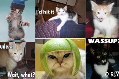 Funny Cat Wallpapers   (